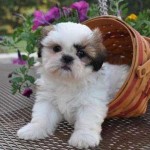 filhotes-de-cachorro-5