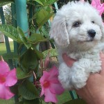 filhotes-de-cachorro-6