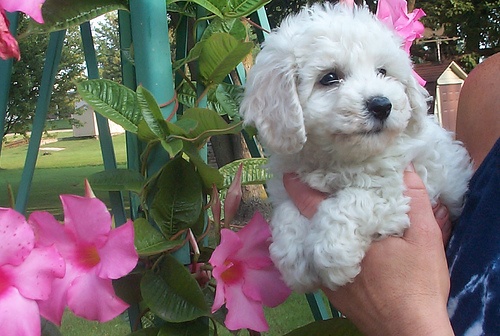 filhotes-de-cachorro-6