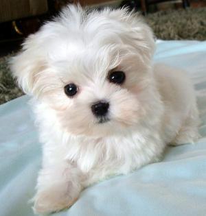 filhotes-de-cachorro-7