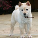 filhotes-de-cachorro-8