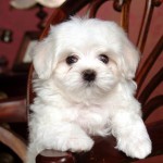 filhotes-de-cachorro-9