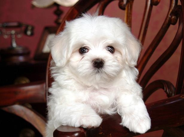 filhotes-de-cachorro-9