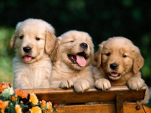 Filhotes de Golden Retriever