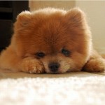 lulu-da-pomerania-1