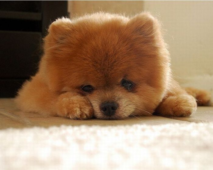lulu-da-pomerania-1