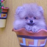 lulu-da-pomerania-10