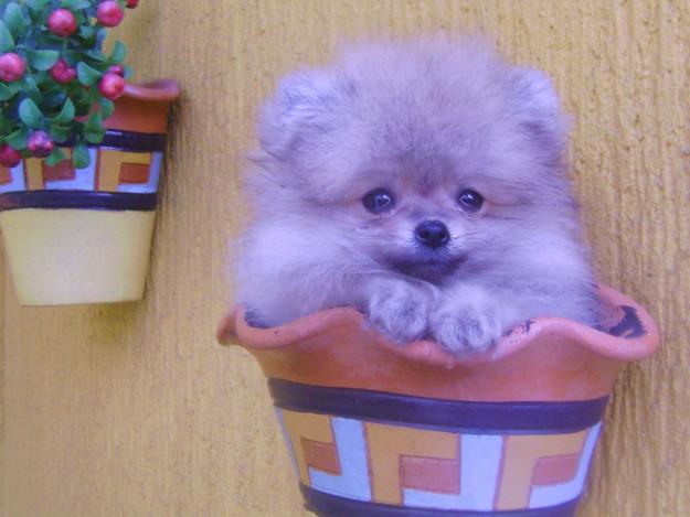 lulu-da-pomerania-10