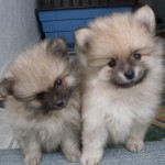 lulu-da-pomerania-11