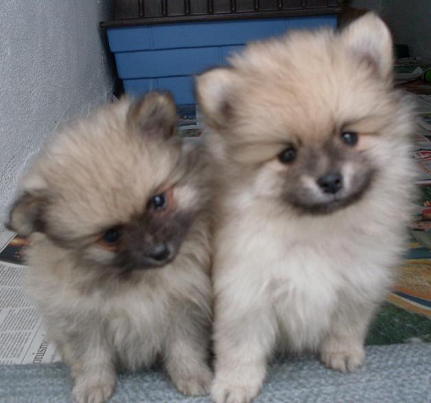 lulu-da-pomerania-11