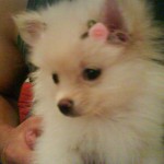 lulu-da-pomerania-12