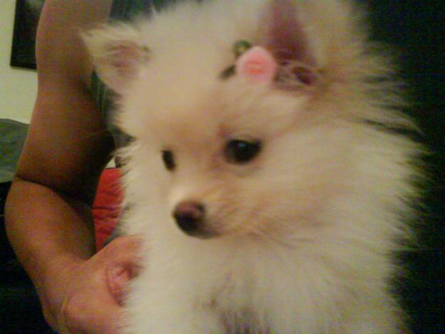 lulu-da-pomerania-12