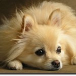 lulu-da-pomerania-13