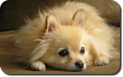 lulu-da-pomerania-13
