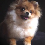 lulu-da-pomerania-14