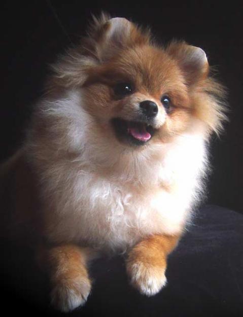 lulu-da-pomerania-14