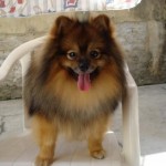 lulu-da-pomerania-15