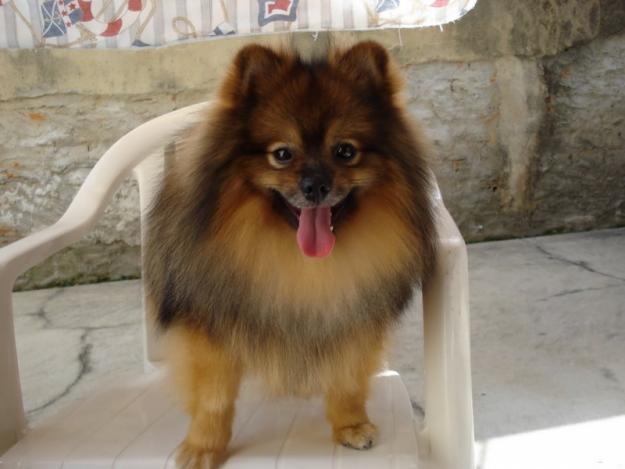 lulu-da-pomerania-15