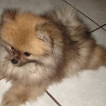 lulu-da-pomerania-16