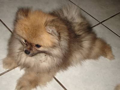 lulu-da-pomerania-16