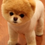 lulu-da-pomerania-2