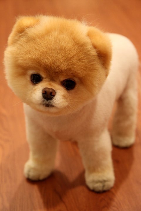 lulu-da-pomerania-2