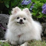 lulu-da-pomerania-3