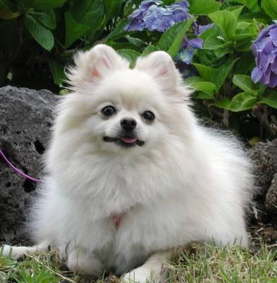 lulu-da-pomerania-3