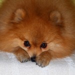 lulu-da-pomerania-4