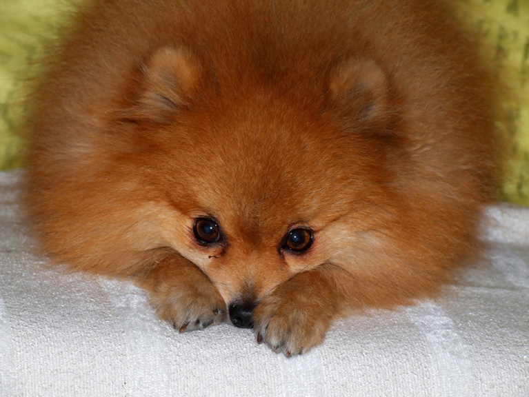lulu-da-pomerania-4