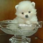 lulu-da-pomerania-5