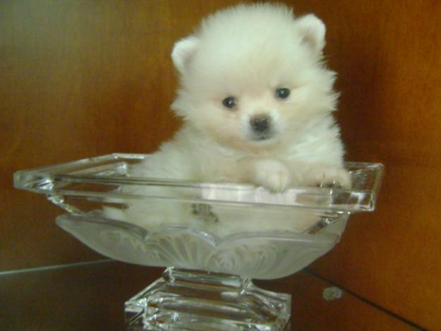 lulu-da-pomerania-5