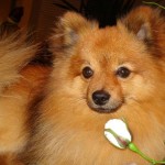 lulu-da-pomerania-6