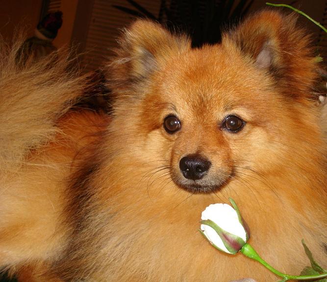lulu-da-pomerania-6