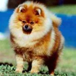 lulu-da-pomerania-7