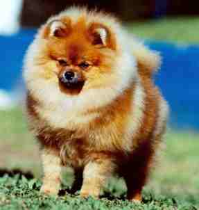 lulu-da-pomerania-7