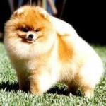 lulu-da-pomerania-8