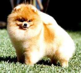 lulu-da-pomerania-8