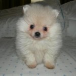 lulu-da-pomerania-9