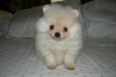 lulu-da-pomerania-9