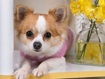 Cachorro Chihuahua