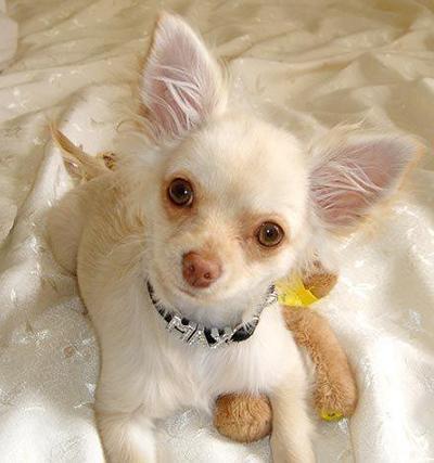 Cachorro Chihuahua