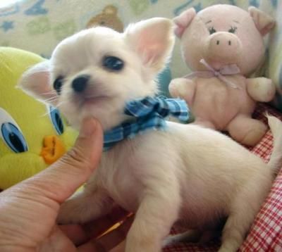 Cachorro Chihuahua