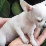 chihuahua-1