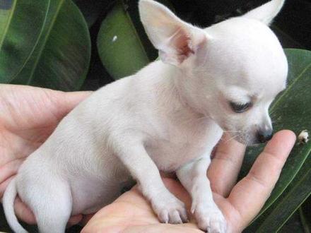 chihuahua-1
