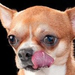 chihuahua-10