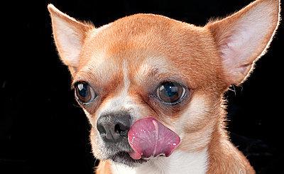 chihuahua-10