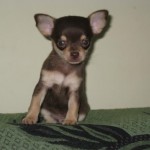 chihuahua-11