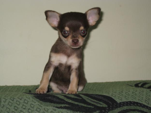 chihuahua-11