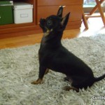 chihuahua-12